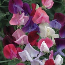 Sweet Pea - Bijou - 10+ seeds - SPECIAL BEAUTY! Z 020 - $81.35 MXN
