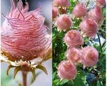 Pink Prairie Smoke Flowers Easy To Grow Garden 25 Seeds - £4.74 GBP