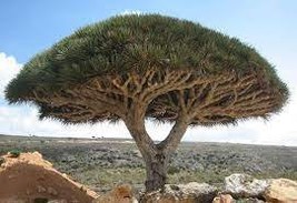 20 Seeds Dragon Blood Tree (Dracaena cinnabari) Seeds - $14.97