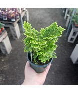Selaginella | Frosty Fern | 4 Inch Pot Fern Terrarium - $17.84 CAD
