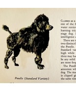 Standard Poodle 1939 Dog Breed Art Ole Larsen Color Plate Print Antique ... - €26,12 EUR