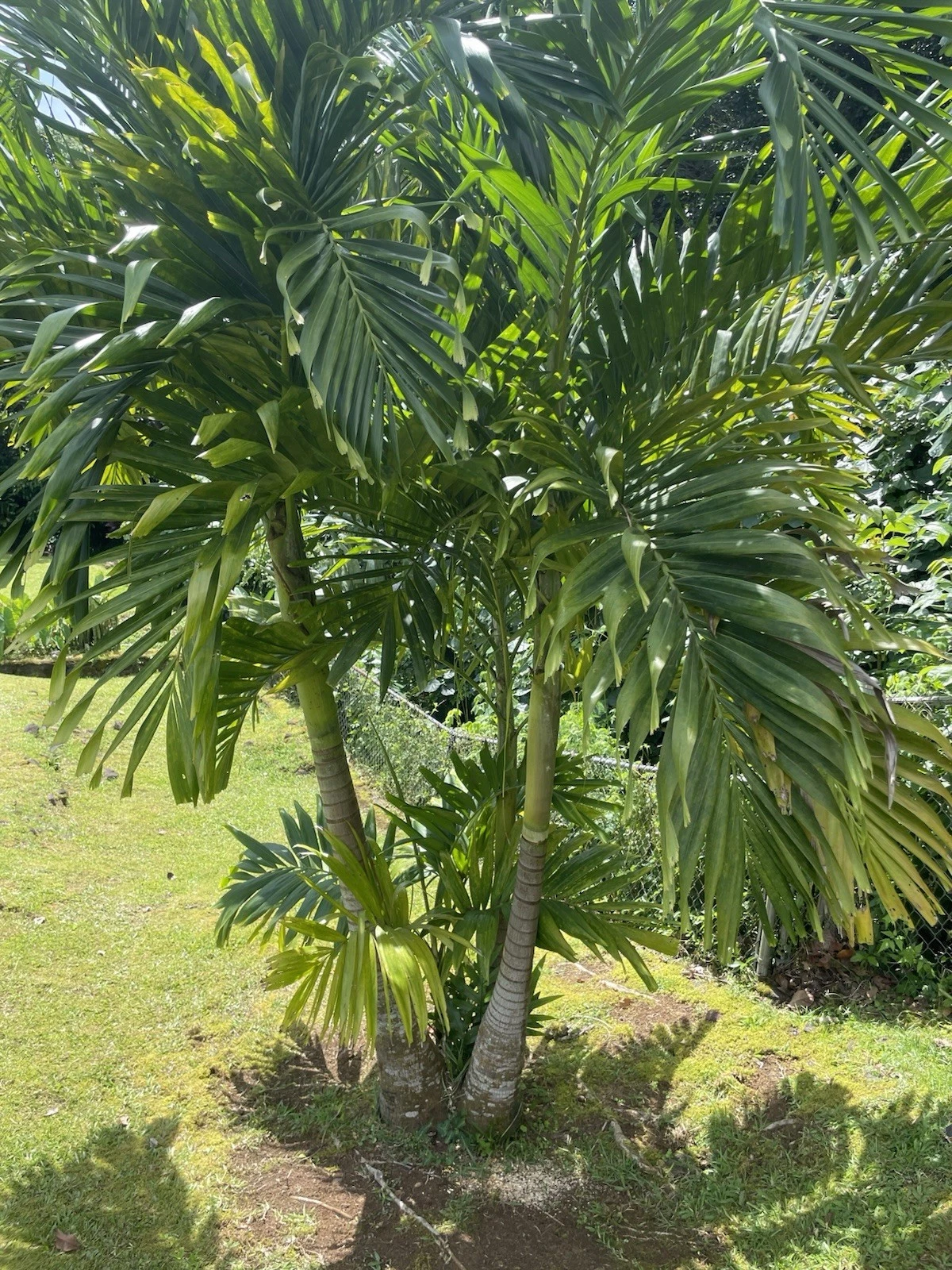 10 Seeds Christmas Manila Palm Tree Adonidia merrillii HAWAII GROWN Mano... - $10.64