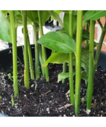 Myoga Ginger - 50 Seeds - $200.48 MXN