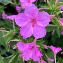 50 Seeds Pink Four O Clock Flower Mirabilis Jalapa Beautiful - £7.02 GBP