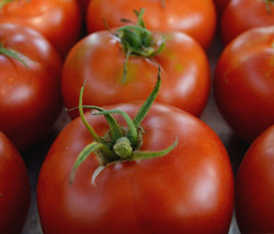 Thessaloniki Tomato Seeds 50+ Indeterminate Vegetable Garden - £7.76 GBP