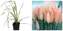 Pink Pampas Grass, Cortaderia selloana rosea, 2.5&quot; Pot - $24.99