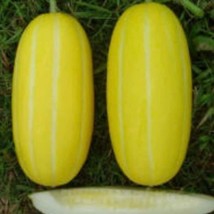 Golden Giant Korean Melon Seed 10 Seeds Fresh Garden - £9.24 GBP