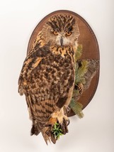 Stuffed European OWL Taxidermy Owl Bubo bubo Bird Scarecrow - £1,560.22 GBP