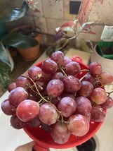 LKS 25 Seeds Xl Giant Red Table/Dessert Globe Grape Vitis Vinifera Jelly... - $212.67 MXN