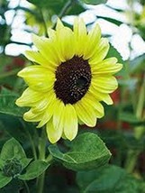 Sunflower, Lemon Queen, 100 Seeds Organic Large Beautiful Vivid Colorful Blooms - £5.55 GBP