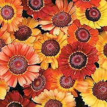 Sunset Chrysanthemum 200 Seeds Fiery Shades Garden Fresh USA Shipping - $15.90