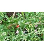 ORGANIC GOJI BERRY plant ((sweet lifeberry)(bare root) 2 yr  6"  lg 2 count - $34.65