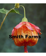 PPA 25 Seeds Red Orange Chinese Lantern Flowers (Abutilon) - $6.83