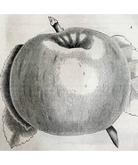 Newton Spitzenberg Apple 1863 Victorian Agriculture Steel Plate Fruit Ar... - £39.30 GBP