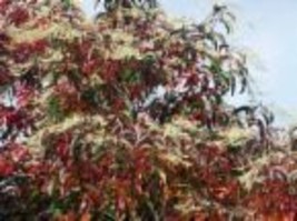 Oxydendron Arboreum Sourwood Tree Seeds New Fresh - $16.56 CAD