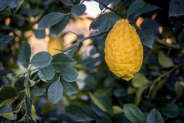 5 Greek Citron Lemon Seeds Planting USA Gardening - $7.96