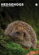 Hedgehogs Calendar 2026 - $19.99