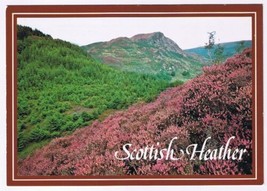 Postcard Scottish Heather Scotland UK - £3.05 GBP