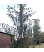 Picea Abies Virgata Norway Spruce 18 Inch Tall 1 Gallon Pot Plant Garden - $25,762.43 MXN