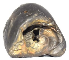 Rare Laxmi Narayan Shaligram - Gandaki River Nepal - $11,728.14 MXN