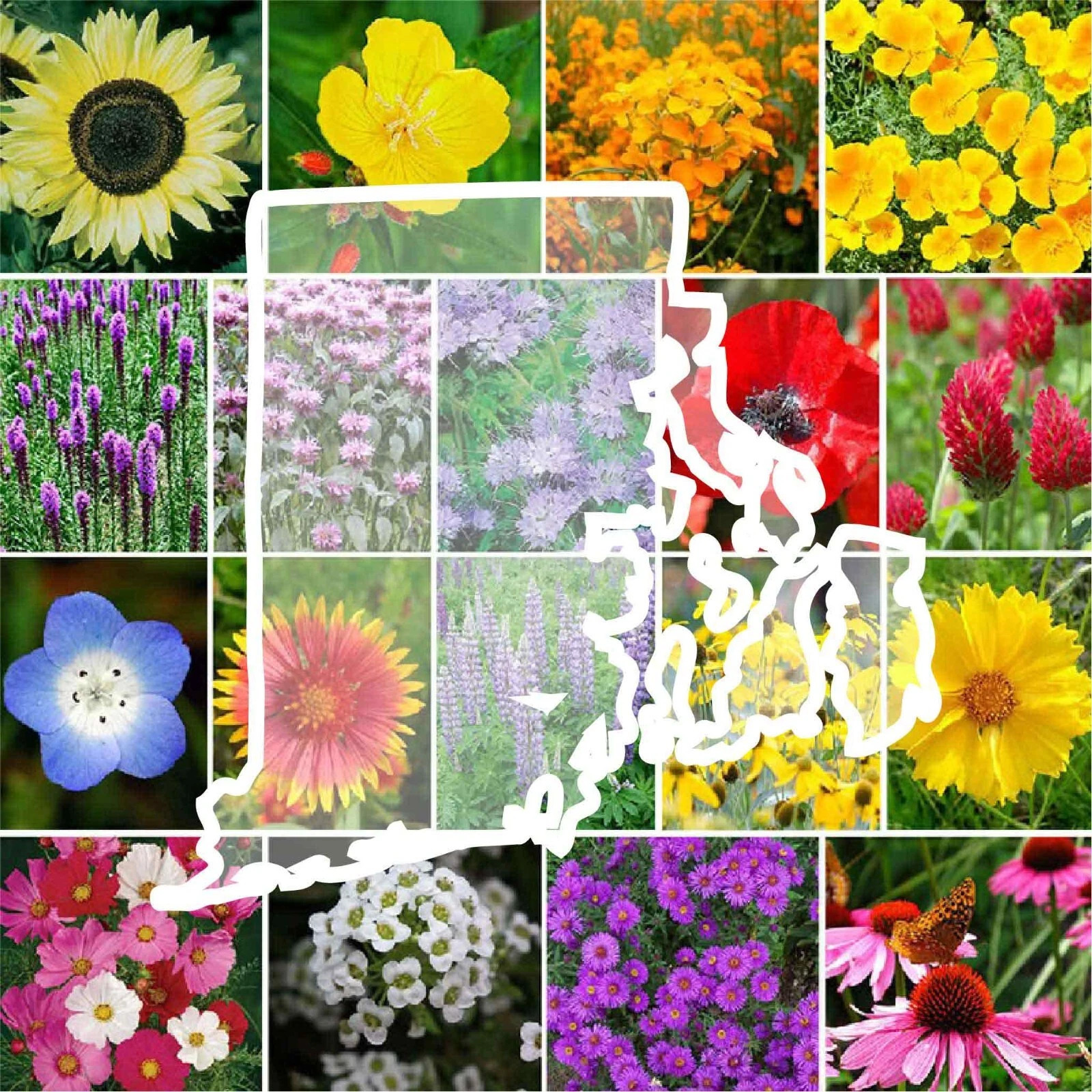 Wildflower RHODE ISLAND State Flower Mix Perennials &amp; Annuals Non-GMO 10... - $9.67
