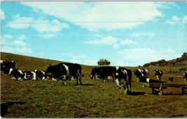 Cattle Grazing In Virginia and Tennessee Cow Postcard - £4.11 GBP