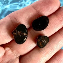 Florida Black Brown Coral Slices Polished Ethically Sourced Sea Gems - £11.99 GBP