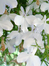 USA White Lobelia Regatta Erinus Flower 200 Seeds - £8.64 GBP