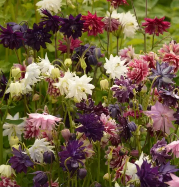 Columbine Barlow Mix Perennial Dahlia Like Double Blooms Spring Nongmo 100 Seeds - £8.57 GBP