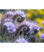 Lacy Phacelia Tansy 200 Seeds Free Shipping - $74.56 MXN