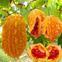 5 Momordica Charantia Seeds Bitter Melon Seeds Dw90002 Garden - $13.97