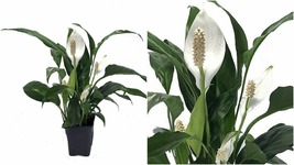 Zen Peace Lily Plant - Spathyphyllium - Great House Plant - 4&quot; Pot - C2 - $47.03