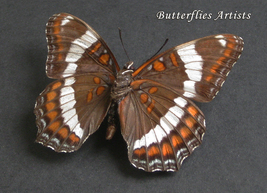 Red Spotted Limenitis Arthemis White Admiral Real Butterfly Entomology Display - £50.66 GBP