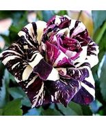 USA Seller Rare Black Dragon Rose Bush 50 Seeds - $4.70