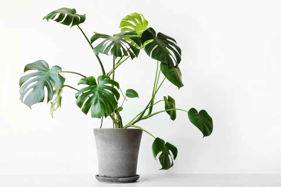 Swiss Cheese Plant (Monstera deliciosa) 5 Seeds Fast Shipping - £9.37 GBP