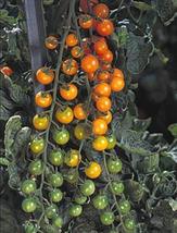 25 Seeds Sunsugar Tomato Seeds - £21.07 GBP