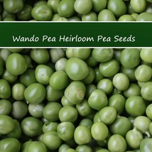 Vegetable Seeds Wando Sweet Shelling Pea 200 Seeds All Natural Warm And Cool Wea - £15.01 GBP