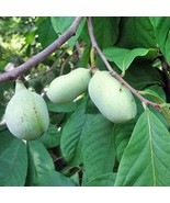 2 Big Pawpaw Trees 2-3 Ft Tall   Fresh Garden - $62.00