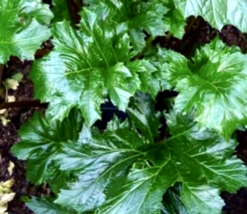 (1) 8-12&quot;Live Plant Acanthus Mollis ~Bear&#39;s Breeches Oyster~Gator~Sea Dock - £40.06 GBP