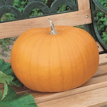 BStore Connecticut Field Pumpkin 10 Seeds Traditional Pumpkin Halloween Pie - £6.62 GBP