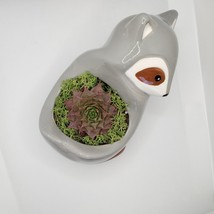 Live Succulent in Raccoon Animal Planter, 5" grey glazed ceramic pot Sempervivum image 4