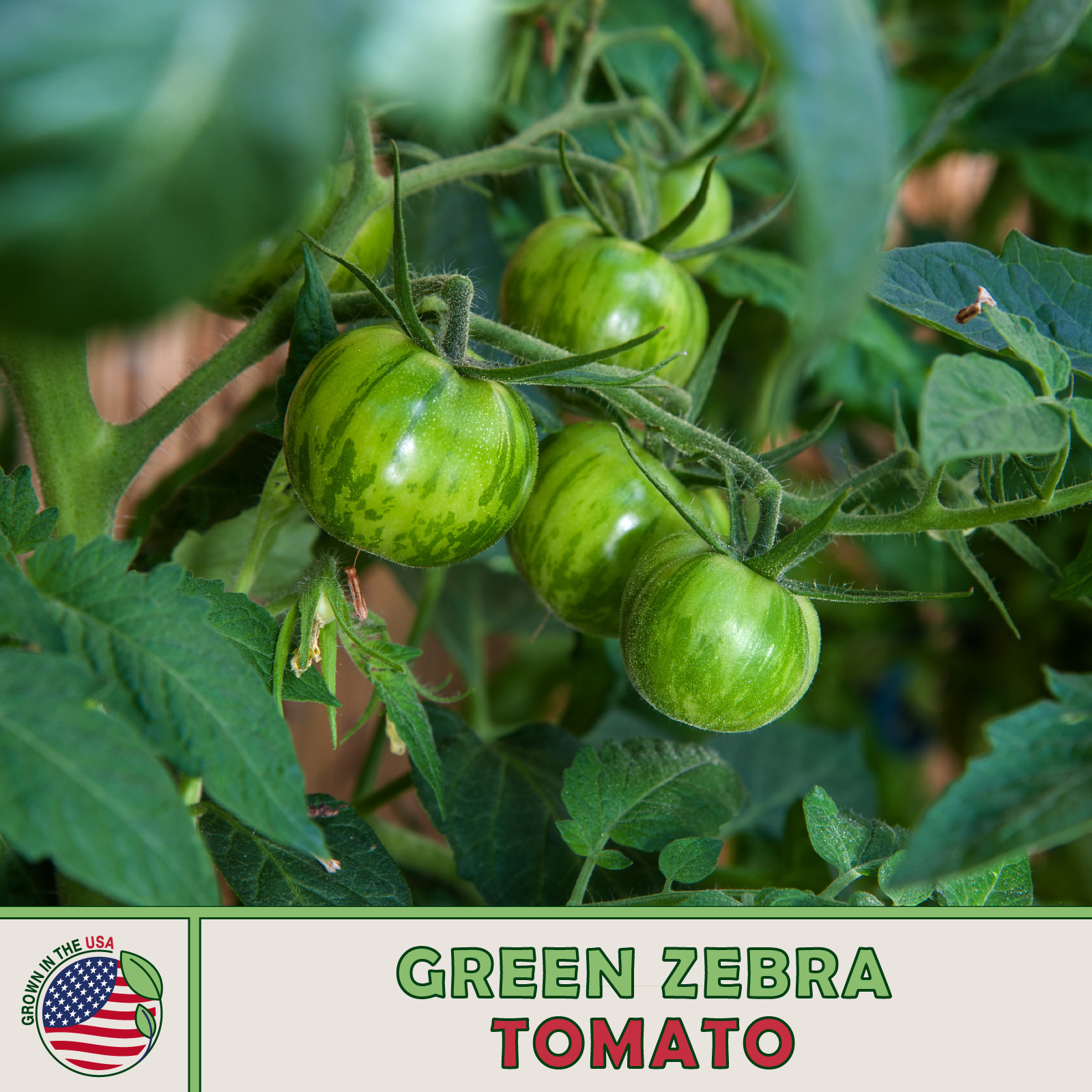 25 Green Zebra Tomato Seeds Fresh Seeds - $4.80