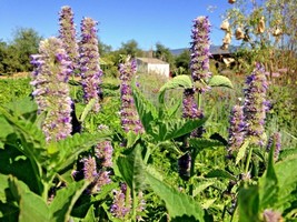 100 Purple Giant Hyssop Seeds Drought Heat Cold Pollinators Native Wildflower - £14.04 GBP