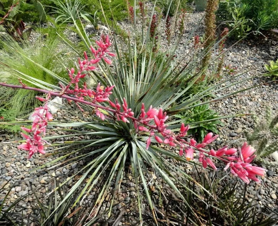 15 Seeds Hesperaloes Yuccas Red Tropical Tolerants Thats Has Long Slender Leaves - £15.54 GBP