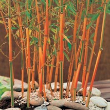 50 red fountain bamboo seeds privacy climbing garden seed shade thumb200