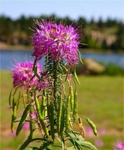 USA Rocky Mountain Bee Plant Cleome Flower 100 Seeds - £8.64 GBP