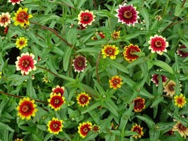 75 Mixed Colors Persian Carpet Zinnia Zinnia Haageana Flower Seeds Garden Us Sel - £8.36 GBP