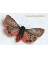 Ruby Tiger Phragmatobia Fuliginosa Real Moth Framed Entomology Shadowbox - $1,085.85 MXN