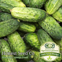 50 Seeds Cucumber Pickling - £7.86 GBP