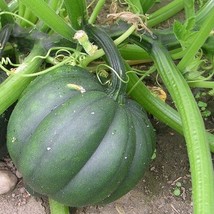Table Queen Acorn Winter Squash Seeds Organic US Fast Shipping - $41.16 MXN